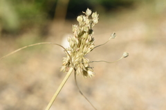 Allium rhodopeum