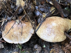 Suillus fuscotomentosus