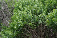 Allophylus natalensis