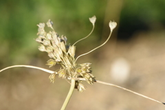 Allium rhodopeum