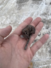 Pachypappa sacculi