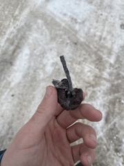 Pachypappa sacculi