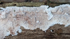 Etheirodon fimbriatum