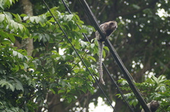 Callithrix jacchus × penicillata