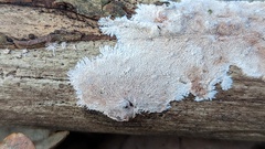 Etheirodon fimbriatum