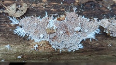 Etheirodon fimbriatum