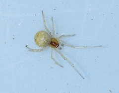 Simitidion