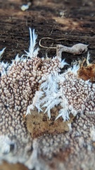 Etheirodon fimbriatum