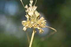 Allium rhodopeum
