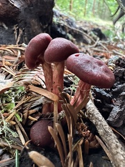 Tubaria punicea