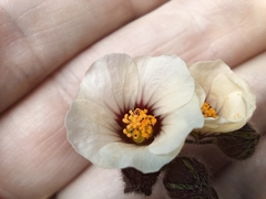 Sida linifolia