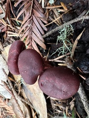 Tubaria punicea