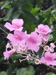 Fridericia