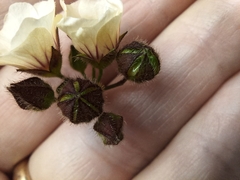 Sida linifolia