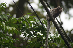 Callithrix jacchus × penicillata