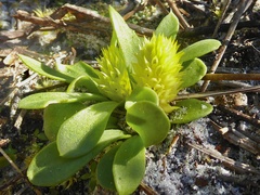 Polygala nana