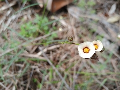 Sida linifolia