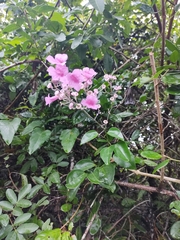 Fridericia