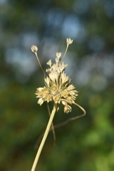 Allium rhodopeum