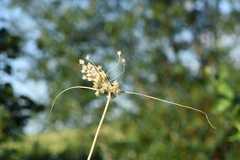 Allium rhodopeum