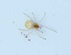 Simitidion