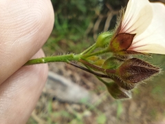 Sida linifolia