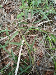Sida linifolia