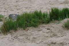 Sporobolus virginicus