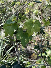 Vitis rotundifolia