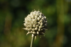 Allium sphaerocephalon arvense