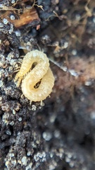 Haplophilus subterraneus