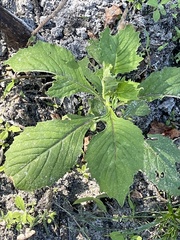 Crassocephalum crepidioides
