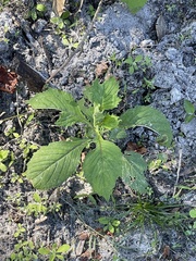 Crassocephalum crepidioides