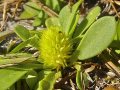Polygala nana