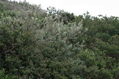 Brachylaena discolor