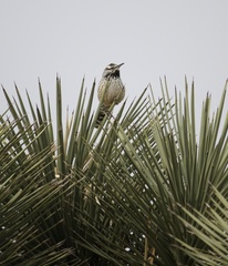 Campylorhynchus brunneicapillus