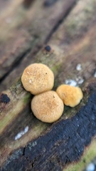 Hypocrea aureoviridis