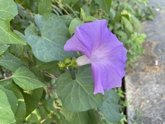 Ipomoea crinicalyx