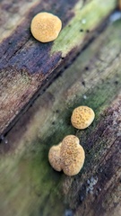 Hypocrea aureoviridis