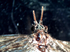 Ecclisocosmoecus scylla