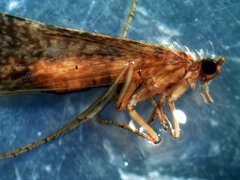 Ecclisocosmoecus scylla