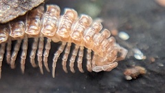 Polydesmus angustus
