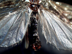 Ecclisocosmoecus scylla