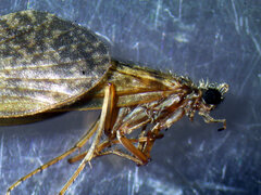 Ecclisocosmoecus scylla