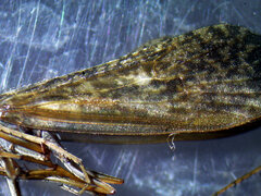 Ecclisocosmoecus scylla