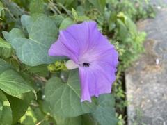 Ipomoea crinicalyx