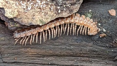 Polydesmus angustus