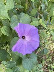 Ipomoea crinicalyx