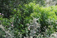 Cordia caffra