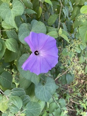 Ipomoea crinicalyx